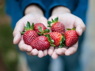 Обои красная, клубника, ягоды, руки, ладони, red, strawberry, berries, hands, palm разрешение 2048x1360 Загрузить