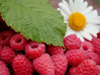 Обои ягоды малины, зеленый листочек и цветок ромашки, спелая малина, raspberries, green leaf and daisy flower, ripe raspberry разрешение 1920x1080 Загрузить