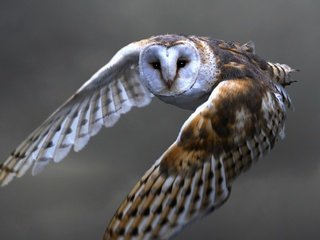 Обои сова, полет, хищник, птица, сова в полете, сипуха, owl, flight, predator, bird, owl in flight, the barn owl разрешение 1920x1200 Загрузить