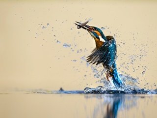 Обои птица, охота, зимородок, bird, hunting, kingfisher разрешение 1920x1200 Загрузить