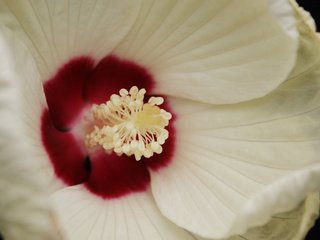 Обои макро, белый, веток, гибискус, серединка, macro, white, branches, hibiscus, middle разрешение 1920x1200 Загрузить