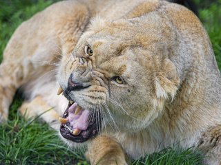 Обои морда, кошка, взгляд, лев, оскал, львица, face, cat, look, leo, grin, lioness разрешение 2048x1638 Загрузить