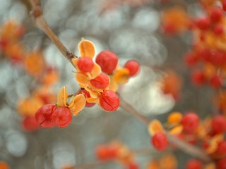 Обои ветка, природа, листья, ягоды, плоды, боке, древогубец, branch, nature, leaves, berries, fruit, bokeh разрешение 2048x1347 Загрузить