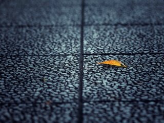 Обои фон, лист, улица, асфальт, background, sheet, street, asphalt разрешение 2560x1600 Загрузить