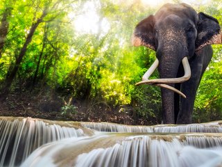 Обои вода, река, природа, слон, каскады, water, river, nature, elephant, cascades разрешение 1920x1200 Загрузить