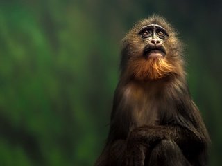 Обои взгляд, обезьяна, тамарин, look, monkey, tamarin разрешение 2048x1363 Загрузить