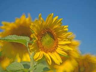 Обои небо, макро, подсолнухи, the sky, macro, sunflowers разрешение 2048x1367 Загрузить