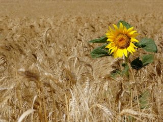 Обои поле, подсолнух, пшеница, field, sunflower, wheat разрешение 2560x1713 Загрузить