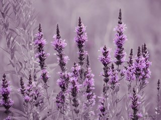 Обои цветы, природа, лаванда, луг, flowers, nature, lavender, meadow разрешение 2048x1356 Загрузить