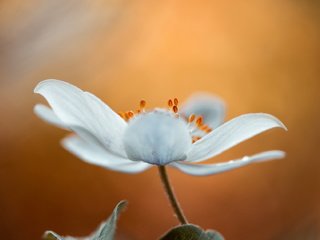 Обои природа, цветок, весна, стебель, анемона, (ветреница), мэнди дишер, nature, flower, spring, stem, anemone, (anemone), mandy disher разрешение 2047x1141 Загрузить