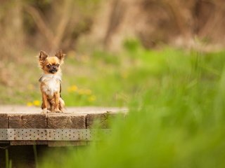 Обои взгляд, собака, чихуахуа, look, dog, chihuahua разрешение 1920x1200 Загрузить