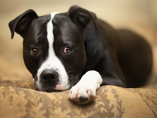 Обои взгляд, собака, бульдог, питбультерьер, look, dog, bulldog, pit bull terrier разрешение 1920x1205 Загрузить