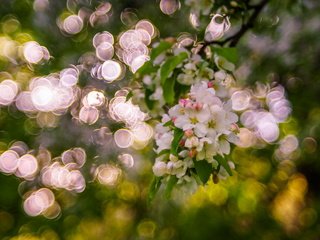 Обои дерево, цветение, блики, весна, боке, sorin mutu, tree, flowering, glare, spring, bokeh разрешение 2560x1600 Загрузить