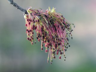 Обои ветка, природа, цветение, фон, весна, branch, nature, flowering, background, spring разрешение 1920x1080 Загрузить