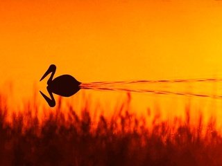 Обои трава, вода, озеро, природа, закат, отражение, птица, пеликан, grass, water, lake, nature, sunset, reflection, bird, pelican разрешение 3594x2341 Загрузить