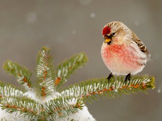 Обои снег, природа, елка, зима, птица, клюв, иголки, snow, nature, tree, winter, bird, beak, needles разрешение 1920x1200 Загрузить