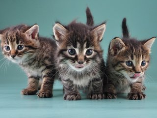 Обои кошки, котята, маленькие, милые, little kittens, cats, kittens, small, cute разрешение 1920x1200 Загрузить