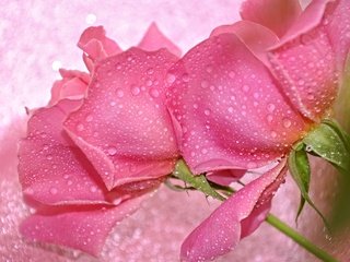 Обои цветы, вода, макро, капли, розы, лепестки, бутон, flowers, water, macro, drops, roses, petals, bud разрешение 2048x1385 Загрузить