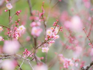 Обои цветы, ветки, сад, весна, flowers, branches, garden, spring разрешение 2048x1404 Загрузить