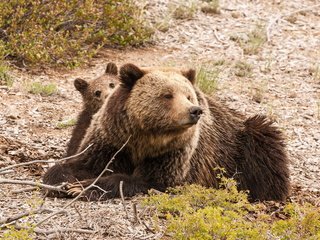 Обои природа, фон, медведь, медведи, медвежонок, медведица, nature, background, bear, bears разрешение 1920x1200 Загрузить