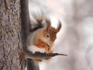 Обои дерево, животное, белка, зверек, белочка, грызун, anna verdina, tree, animal, protein, squirrel, rodent разрешение 4256x2832 Загрузить