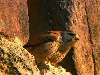 Обои животные, птицы, клюв, перья, пустельга, animals, birds, beak, feathers, kestrel разрешение 1920x1080 Загрузить