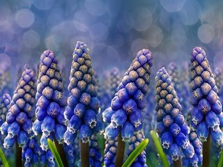 Обои цветы, мускари, мышиный гиацинт, flowers, muscari, hyacinth mouse разрешение 2560x1440 Загрузить
