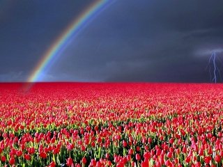 Обои молния, тюльпаны, гроза, lightning, tulips, the storm разрешение 1920x1200 Загрузить