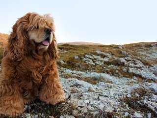 Обои мордочка, взгляд, собака, спаниель, кокер-спаниель, muzzle, look, dog, spaniel, cocker spaniel разрешение 2560x1600 Загрузить