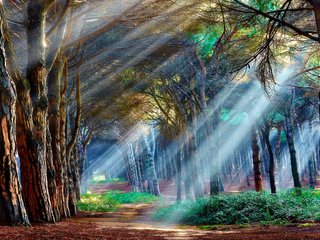 Обои свет, деревья, лес, лучи, пейзаж, light, trees, forest, rays, landscape разрешение 2048x1247 Загрузить