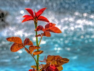 Обои вода, природа, листья, отражение, осень, блеск, растение, water, nature, leaves, reflection, autumn, shine, plant разрешение 2048x1269 Загрузить
