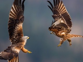 Обои полет, крылья, птицы, перья, орлы, flight, wings, birds, feathers, the eagles разрешение 1920x1080 Загрузить