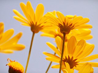 Обои цветы, природа, лепестки, ромашки, стебель, желтые, flowers, nature, petals, chamomile, stem, yellow разрешение 2048x1361 Загрузить