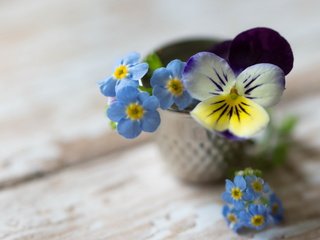 Обои цветы, фон, букет, незабудки, анютины глазки, flowers, background, bouquet, forget-me-nots, pansy разрешение 2560x1600 Загрузить