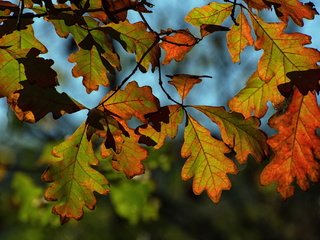 Обои природа, листья, осень, nature, leaves, autumn разрешение 2048x1365 Загрузить