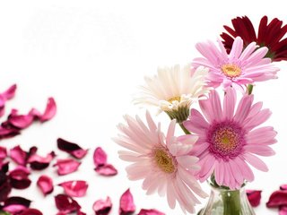 Обои цветы, фото, лепестки, герберы, flowers, photo, petals, gerbera разрешение 5184x3456 Загрузить