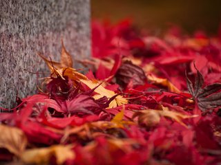 Обои природа, листья, осень, кленовый лист, осенние листья, nature, leaves, autumn, maple leaf, autumn leaves разрешение 2048x1360 Загрузить