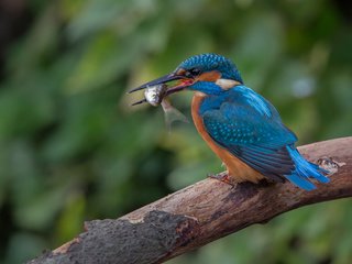 Обои природа, птица, клюв, рыбка, зимородок, nature, bird, beak, fish, kingfisher разрешение 2048x1366 Загрузить