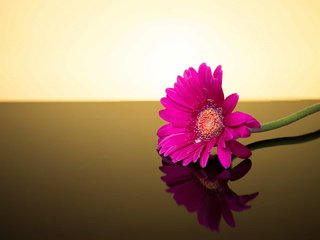 Обои фон, цветок, гербера, background, flower, gerbera разрешение 2048x1135 Загрузить