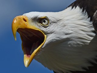 Обои хищник, птица, клюв, голова, белоголовый орлан, predator, bird, beak, head, bald eagle разрешение 2915x1676 Загрузить