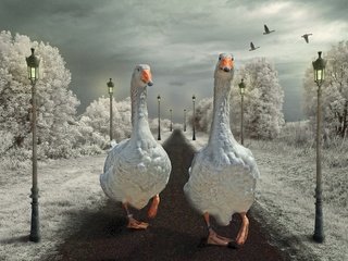 Обои дорога, фонари, птицы, гуси, road, lights, birds, geese разрешение 2880x1920 Загрузить