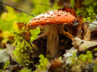 Обои природа, осень, гриб, мухомор, nature, autumn, mushroom разрешение 4272x2478 Загрузить