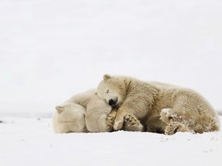 Обои природа, фон, белые, медведи, nature, background, white, bears разрешение 2048x1269 Загрузить