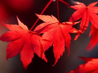 Обои листья, осень, клен, багрянец, leaves, autumn, maple, the crimson разрешение 4111x2918 Загрузить