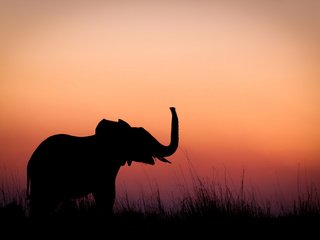 Обои трава, вечер, природа, слон, силуэт, сумерки, grass, the evening, nature, elephant, silhouette, twilight разрешение 2048x1365 Загрузить