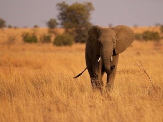 Обои слон, уши, саванна, хобот, сухая трава, elephant, ears, savannah, trunk, dry grass разрешение 2048x1280 Загрузить