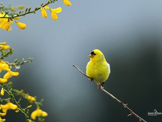 Обои ветка, природа, птица, щегол, carduelis tristis, branch, nature, bird, goldfinch разрешение 1920x1200 Загрузить