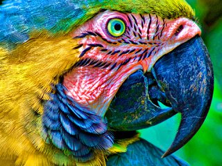 Обои глаза, цвет, птица, клюв, перья, попугай, ара, голова, eyes, color, bird, beak, feathers, parrot, ara, head разрешение 1920x1080 Загрузить