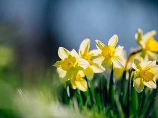 Обои цветы, лепестки, нарциссы, желтые, flowers, petals, daffodils, yellow разрешение 2048x1347 Загрузить