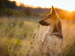 Обои трава, природа, закат, собака, луг, немецкая овчарка, стойка, grass, nature, sunset, dog, meadow, german shepherd, stand разрешение 4272x2610 Загрузить